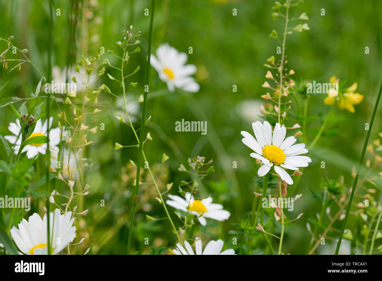 daisy white flowers macro in meadow Stock Photo - Alamy