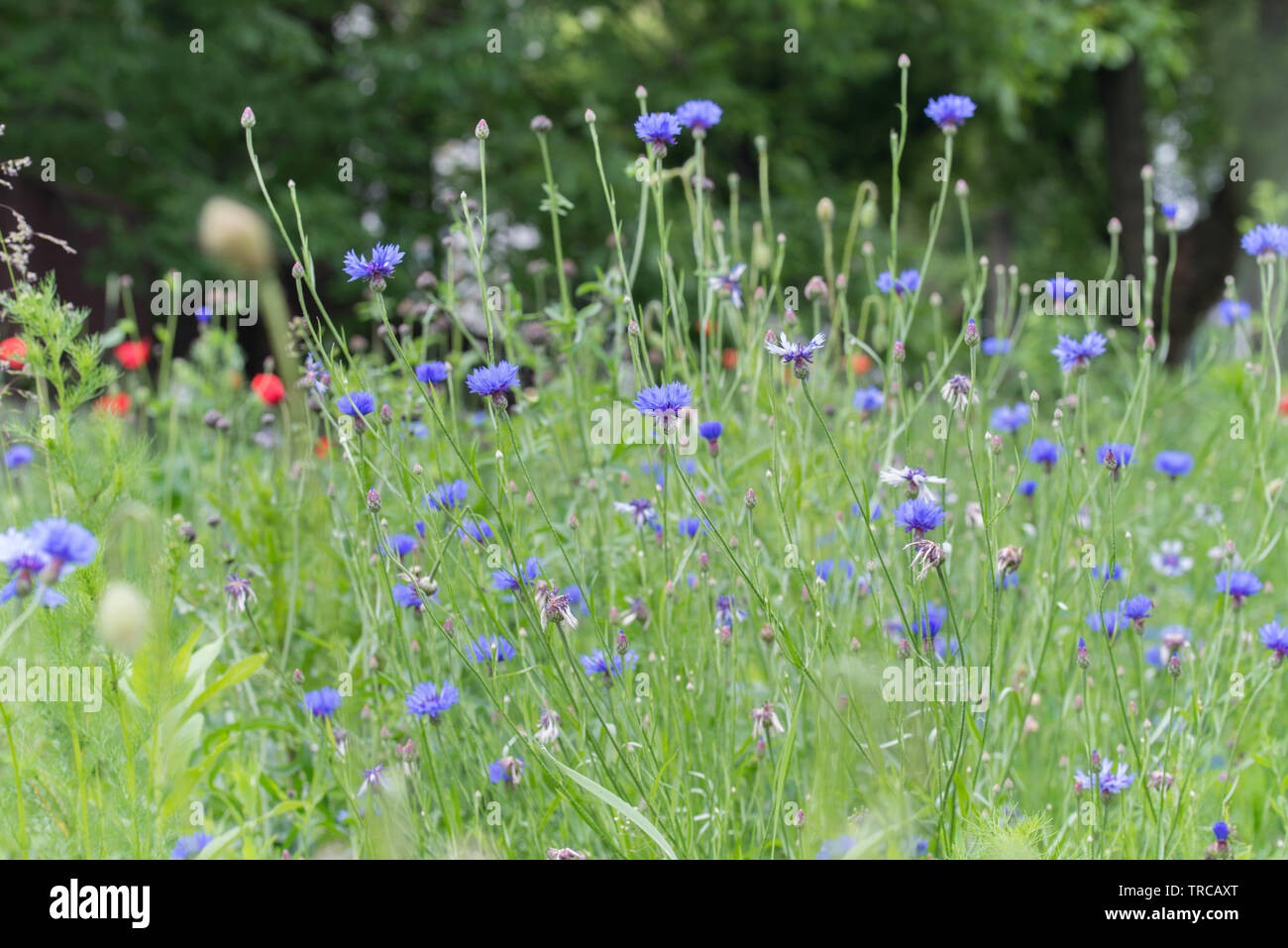 Centaurea cyanus, cornflower, bachelor's button blue flowers in meadow Stock Photo