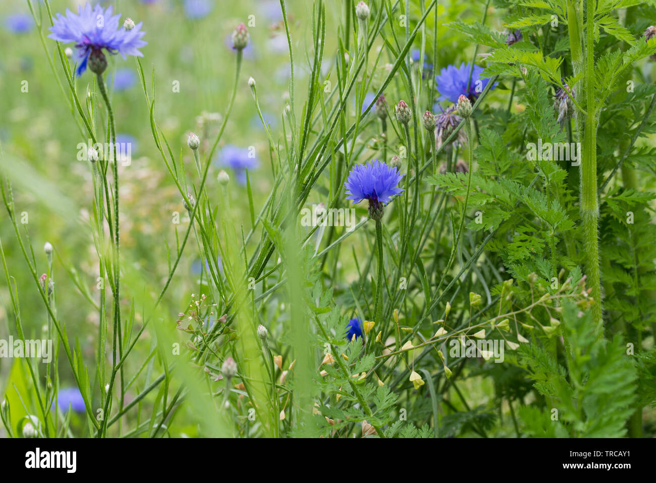 Centaurea cyanus, cornflower, bachelor's button blue flowers in meadow Stock Photo