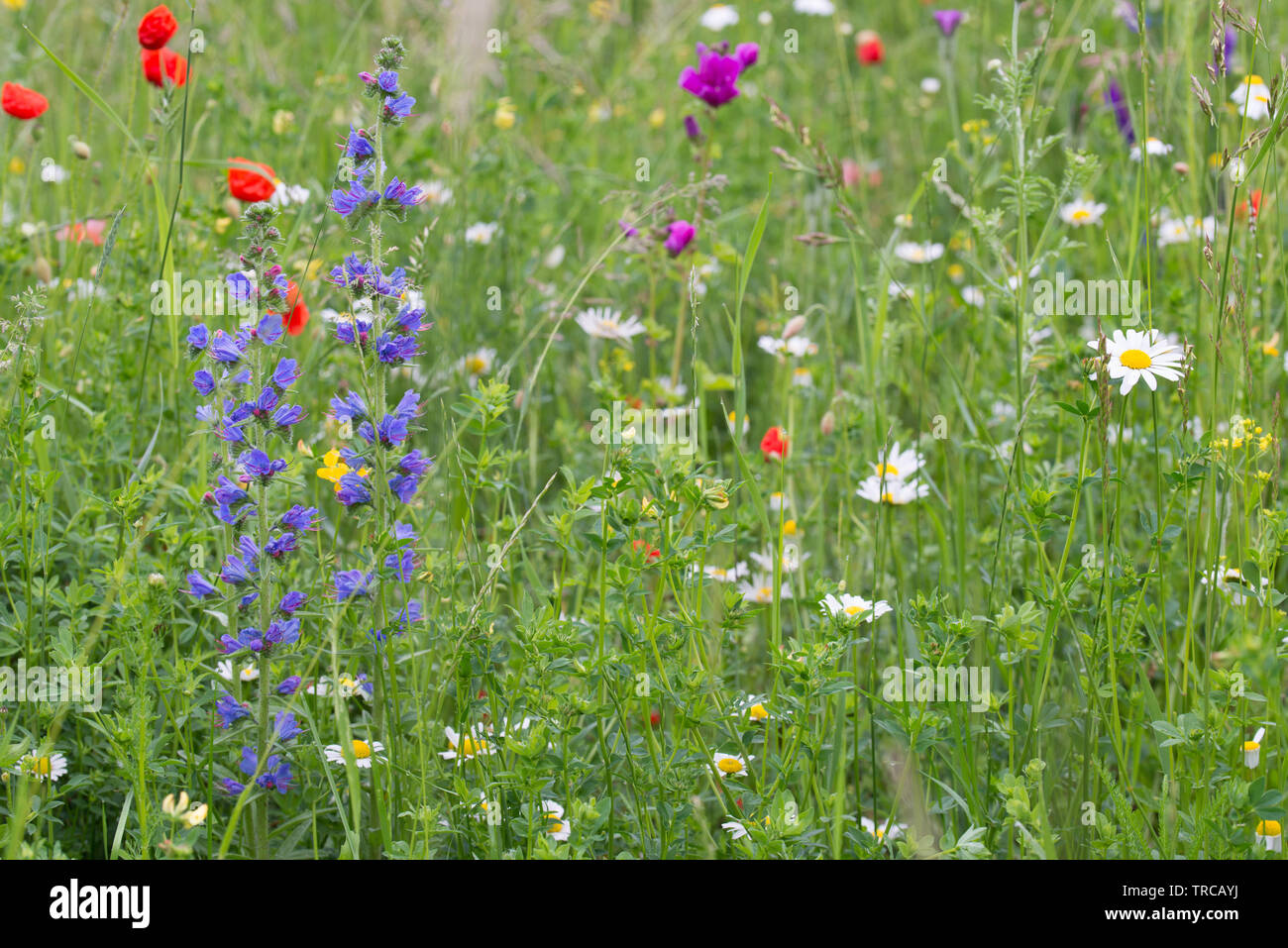 Wild flowers growing in summer meadow hi-res stock photography and ...