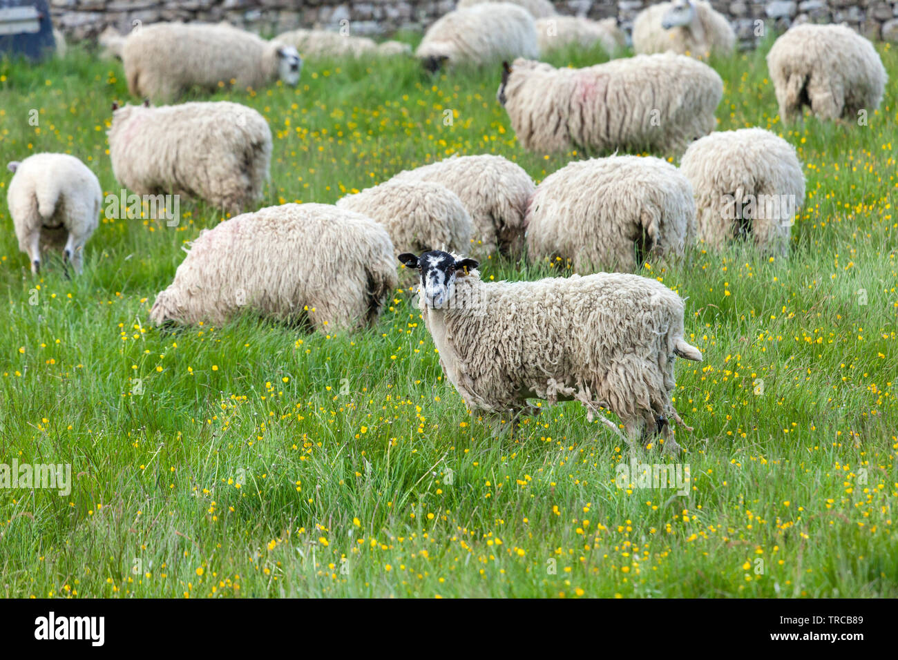 A Flock of Sheep in a Field of Buttercups, Teesdale, County Durham, UK Stock Photo