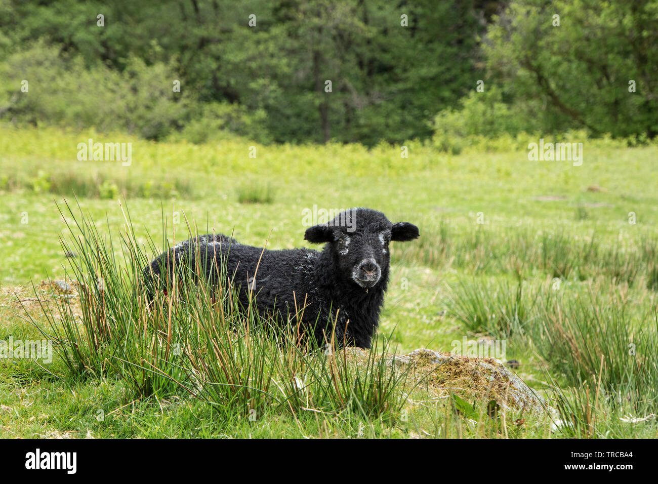 Herdwick Lamb, Lake District, Cumbria, UK Stock Photo