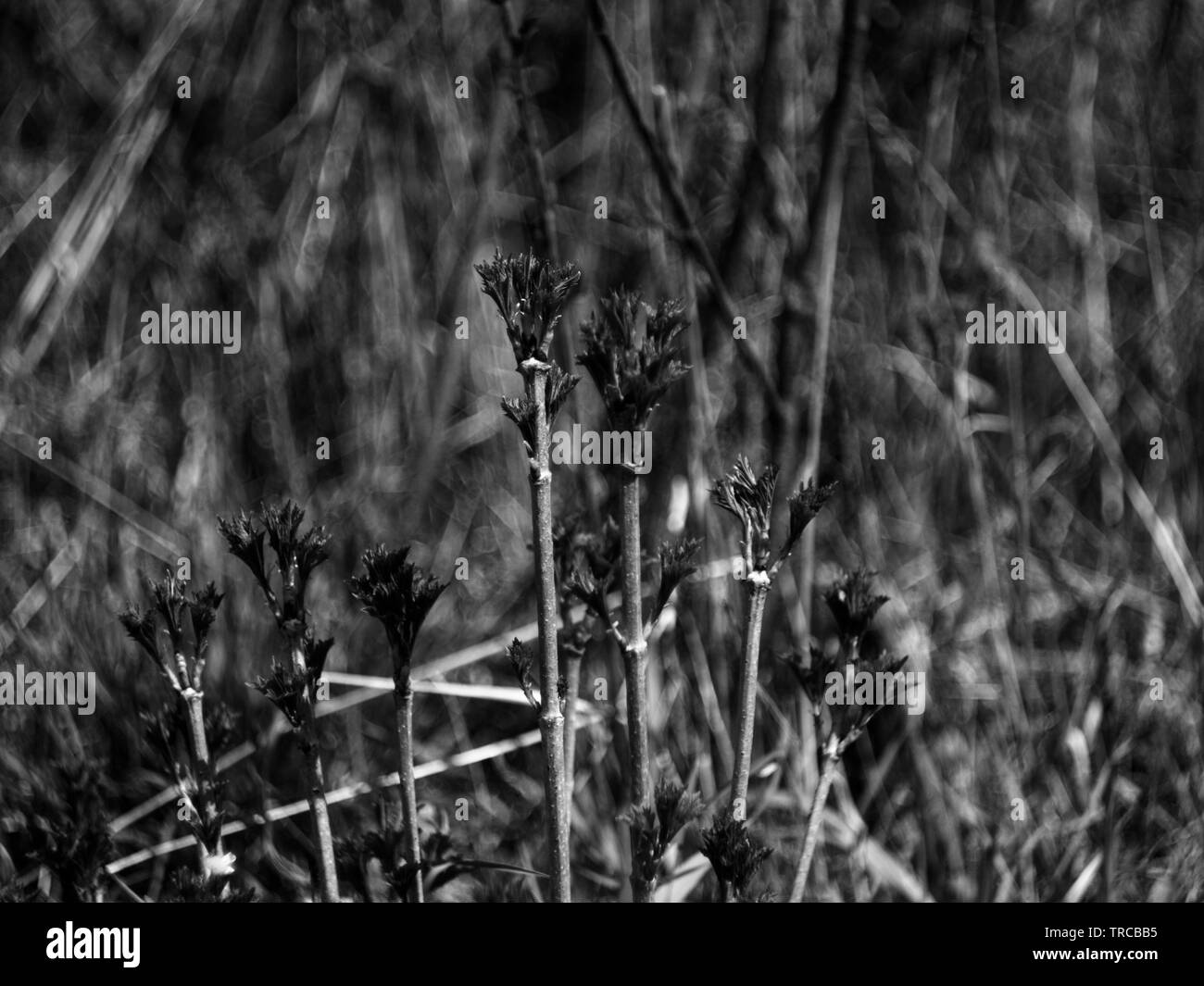 Bulbous meadow grass Black and White Stock Photos & Images - Alamy