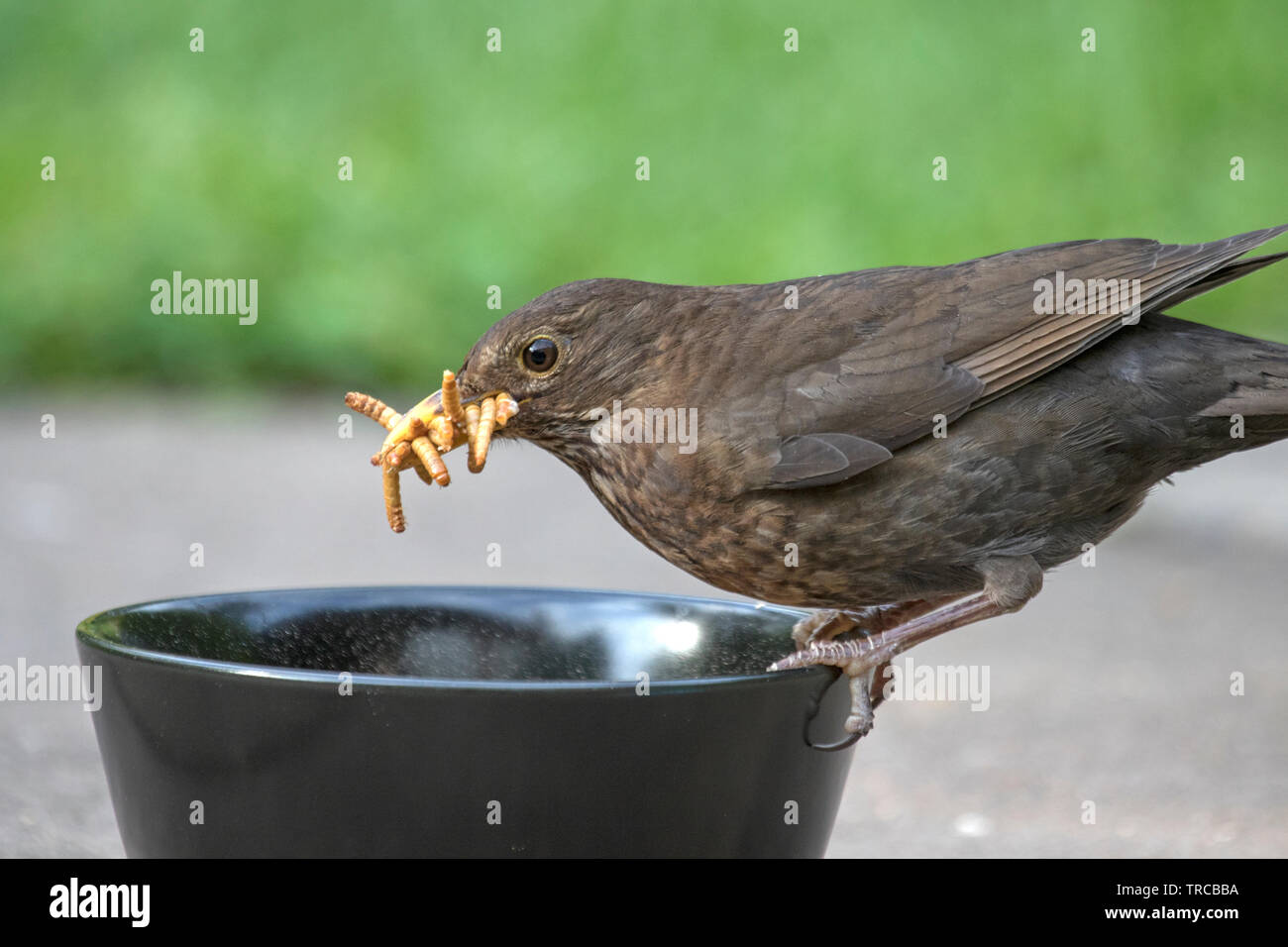 A female Blackbird collection mealworms for it's chicks, England, UK