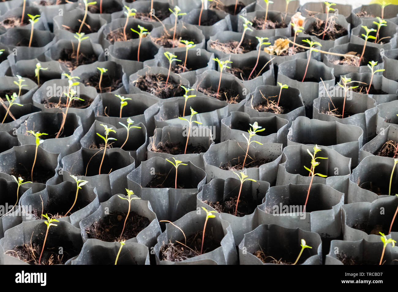 Cultivated rows plant sprout in soil bag in garden for sale Stock Photo
