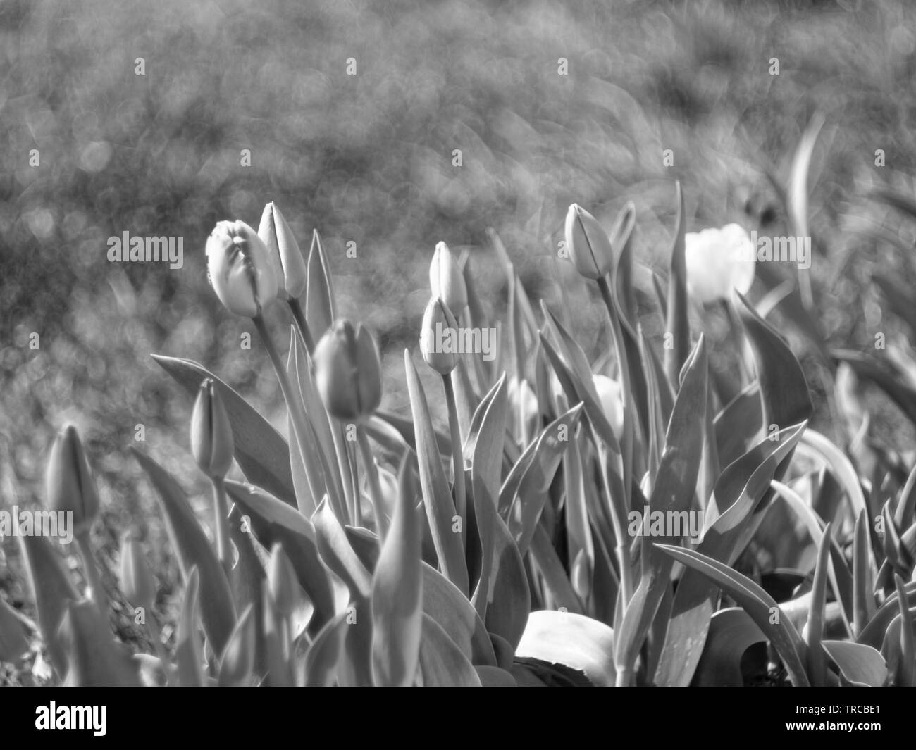 blooming tulips in the garden , black and white photo Stock Photo