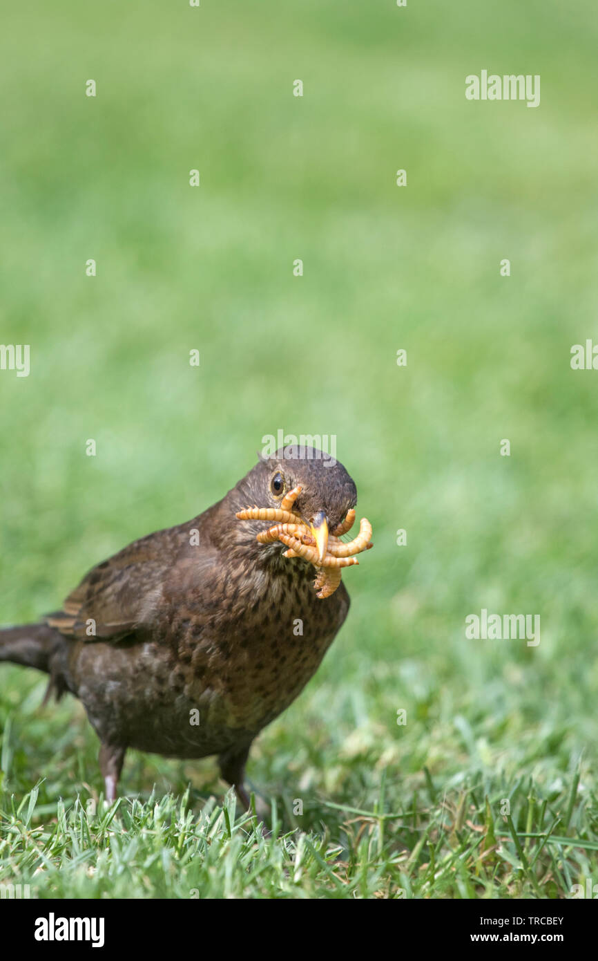 A female Blackbird collection mealworms for it's chicks, England, UK