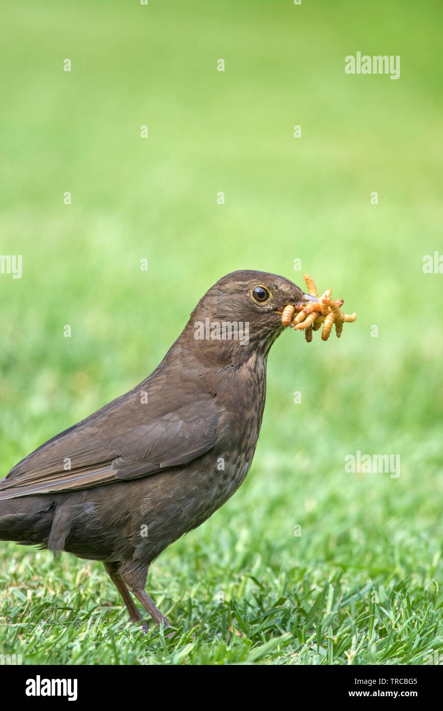 A female Blackbird collection mealworms for it's chicks, England, UK