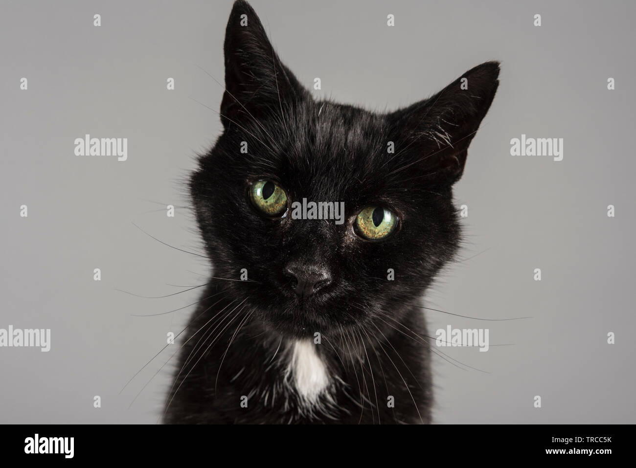 Moggys Galleries