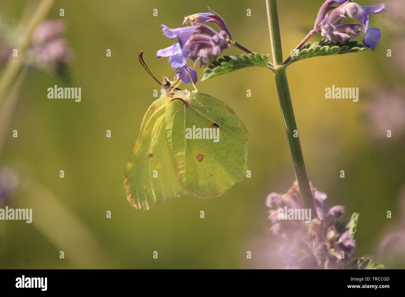 Brimstone butterfly on blue-violet flower at a wildlife garden in Essex, Britain. Summer 2019. Stock Photo