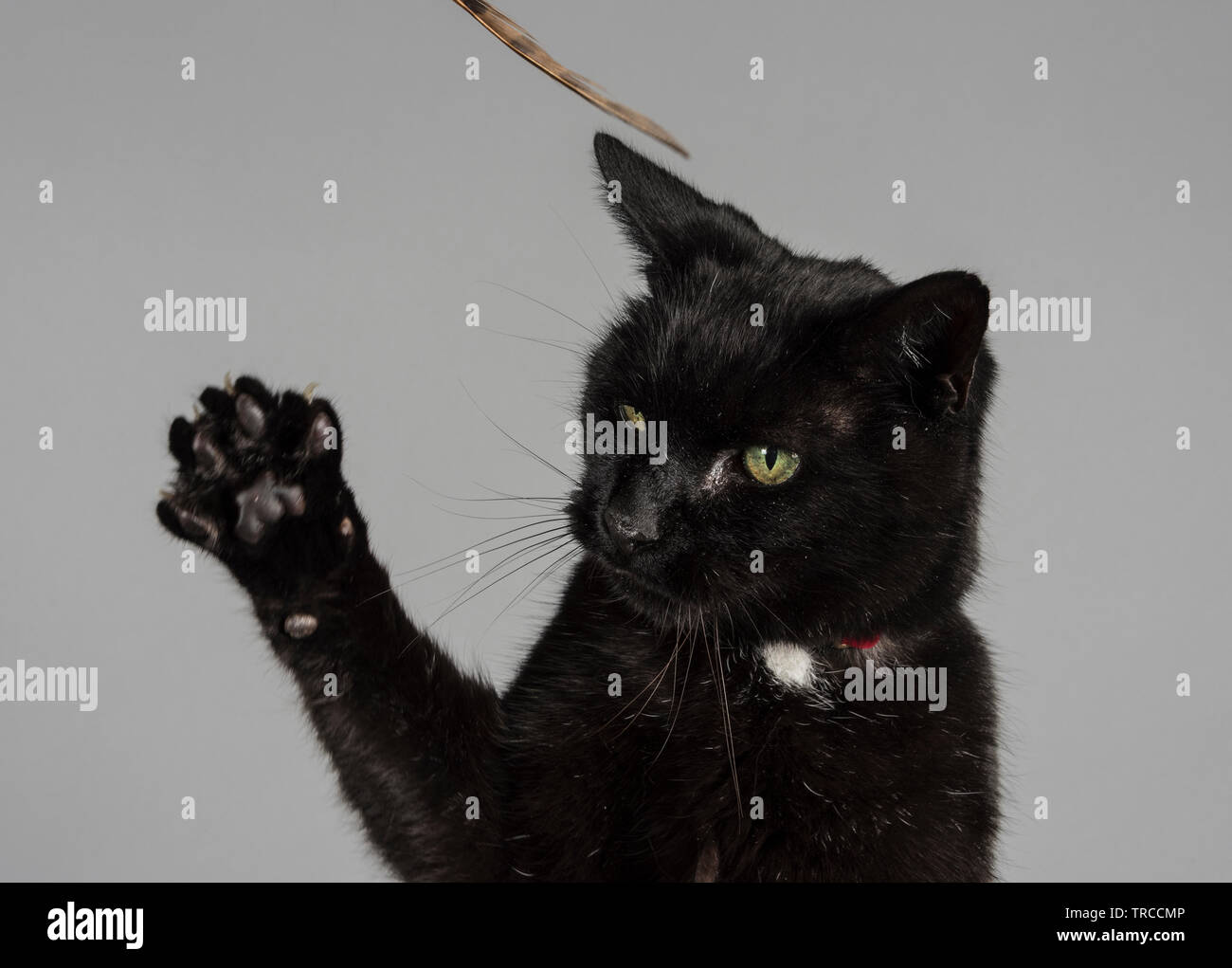 Black cat gets its claws out! Stock Photo Alamy
