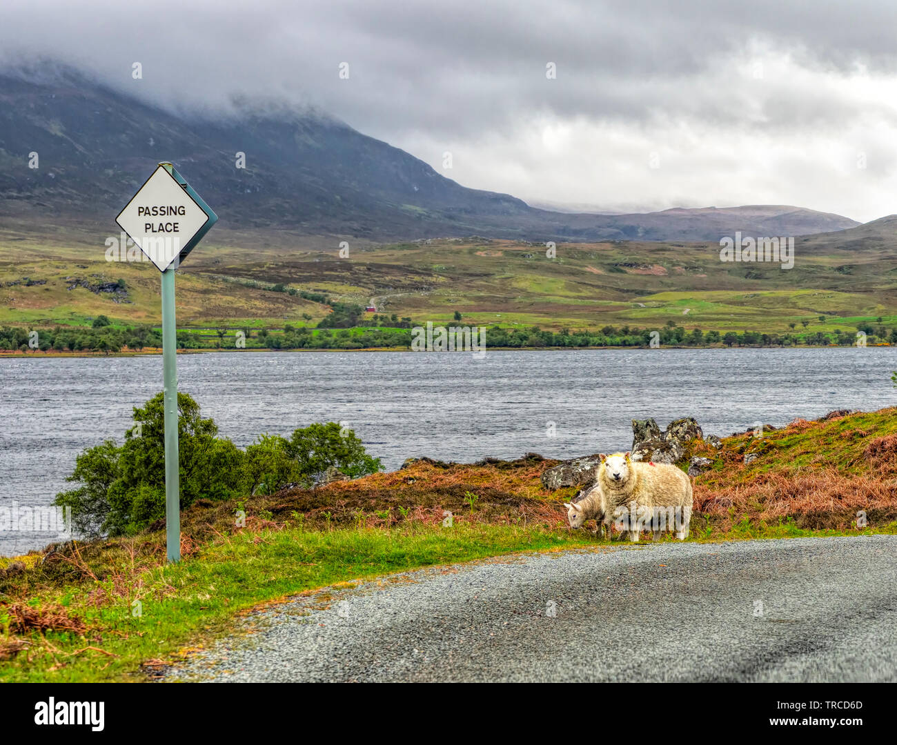 Sheep on Road, Sutherland, Scotland Stock Photo