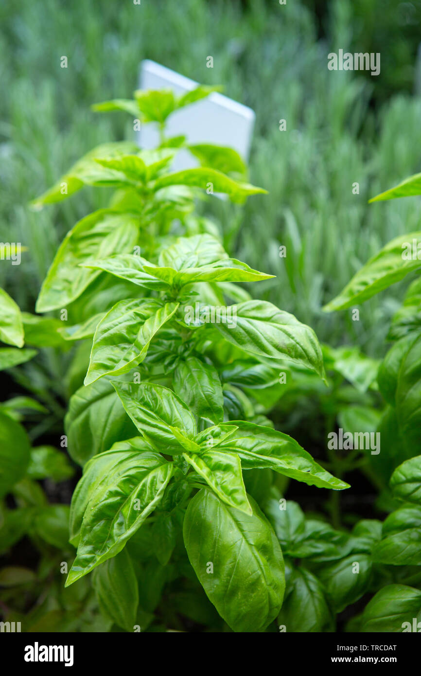 Fresh basil for sale at a local nursery Stock Photo Alamy