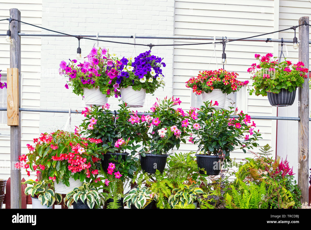 Colorful potted plants for sale at a local nursery Stock Photo Alamy