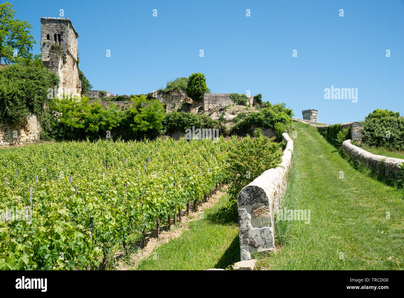 Vineyards of Saint Emilion (Gironde, France), near Bordeaux Stock Photo