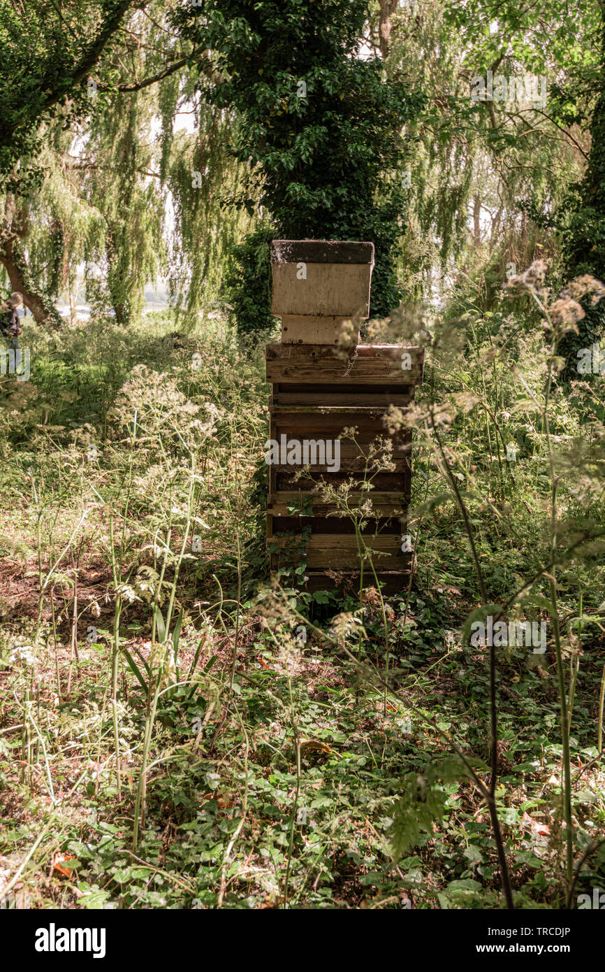 Bee hives in woods hi-res stock photography and images - Alamy