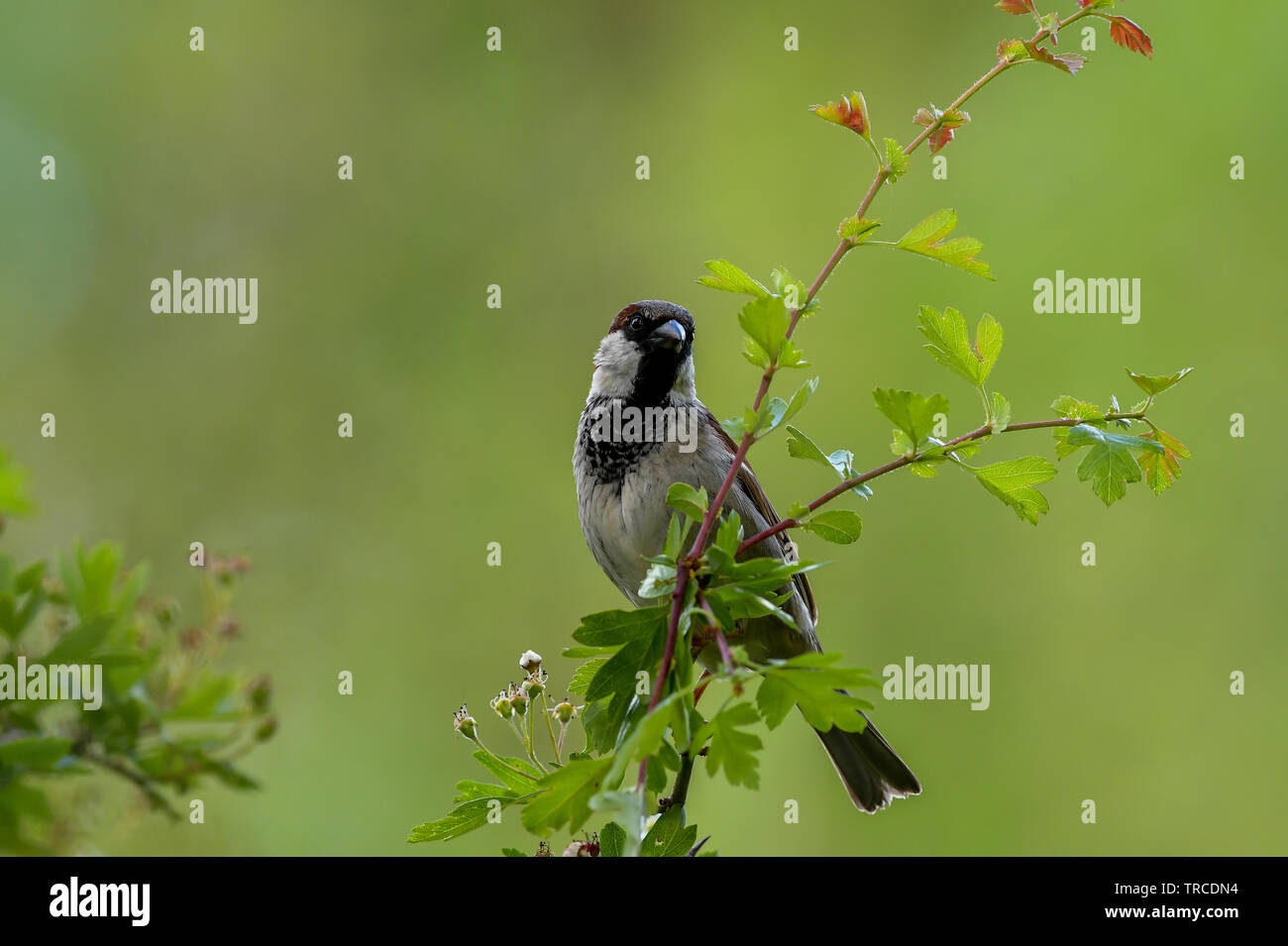 male-house-sparrow-stock-photo-alamy