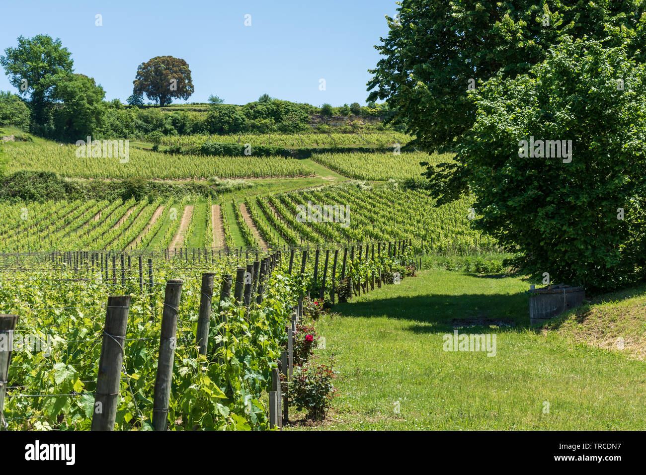 Vineyards of Saint Emilion (Gironde, France), near Bordeaux Stock Photo