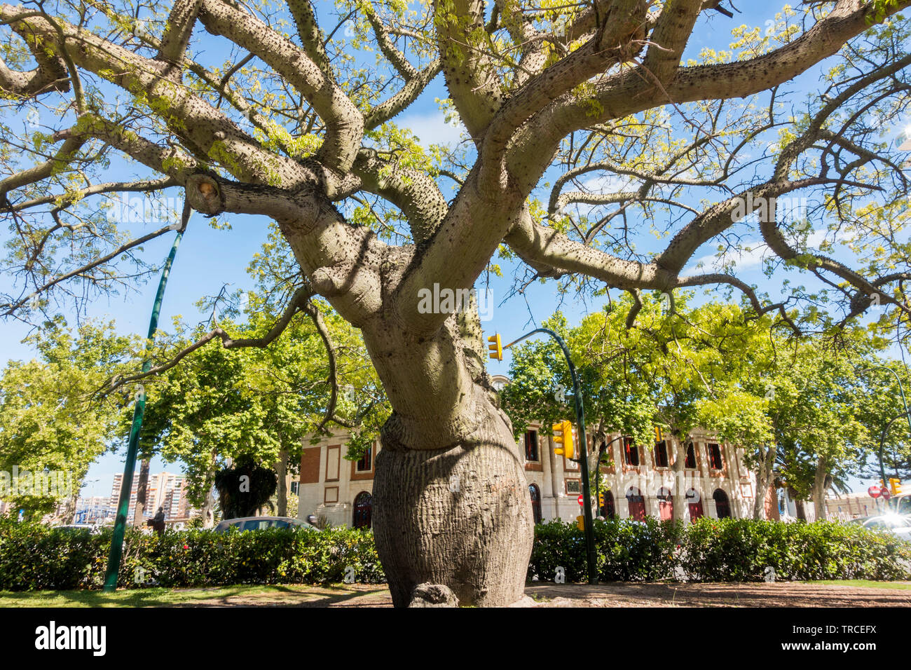 Big Floss Silk Tree In Spring Ceiba Chodatii In Park In Malaga Andalusia Spain Stock Photo Alamy