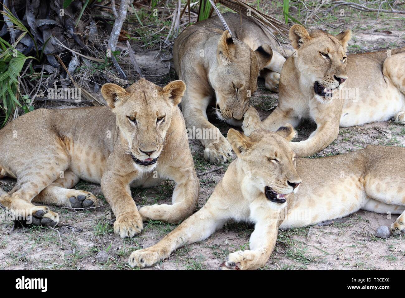 Safari in Tanzania, Africa Stock Photo