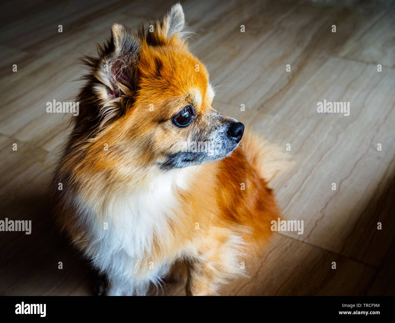 Small senior mixed breed dog of Pomeranian and chihuahua stock stares into the distance with a pensive expression Stock Photo