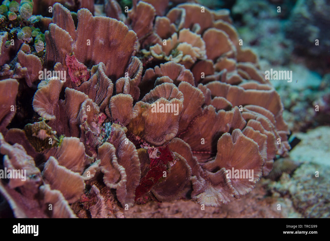 Lettuce Coral, Pectinia lactuca, Pectinidae, Anilao, Batangas,  Philippines, Philippine Sea, Indo-pacific Ocean, Asia Stock Photo
