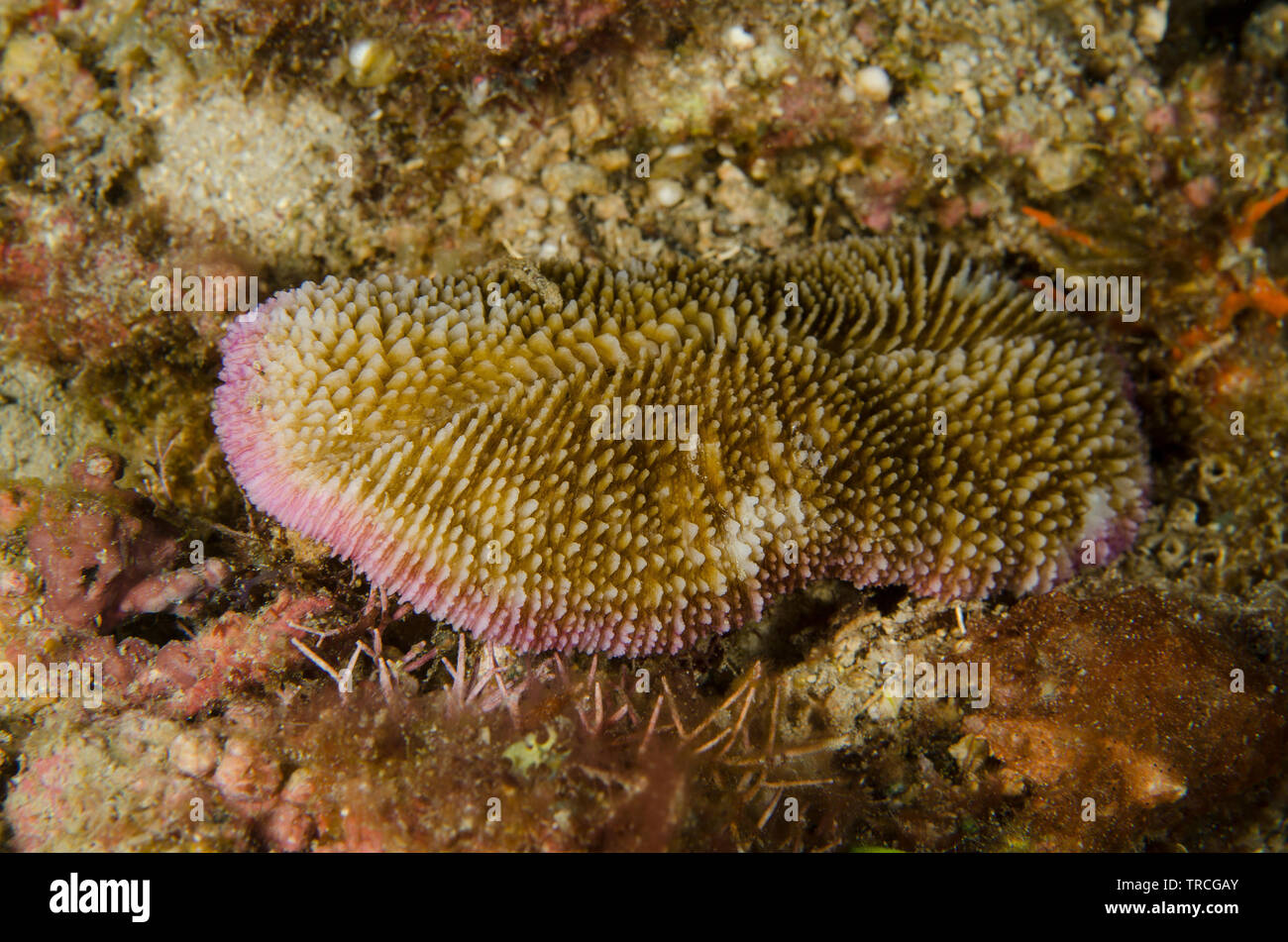 Toungue coral, Cnectis echinata, Fungiidae, Anilao, Batangas,  Philippines, Philippine Sea, Indo-pacific Ocean, Asia Stock Photo