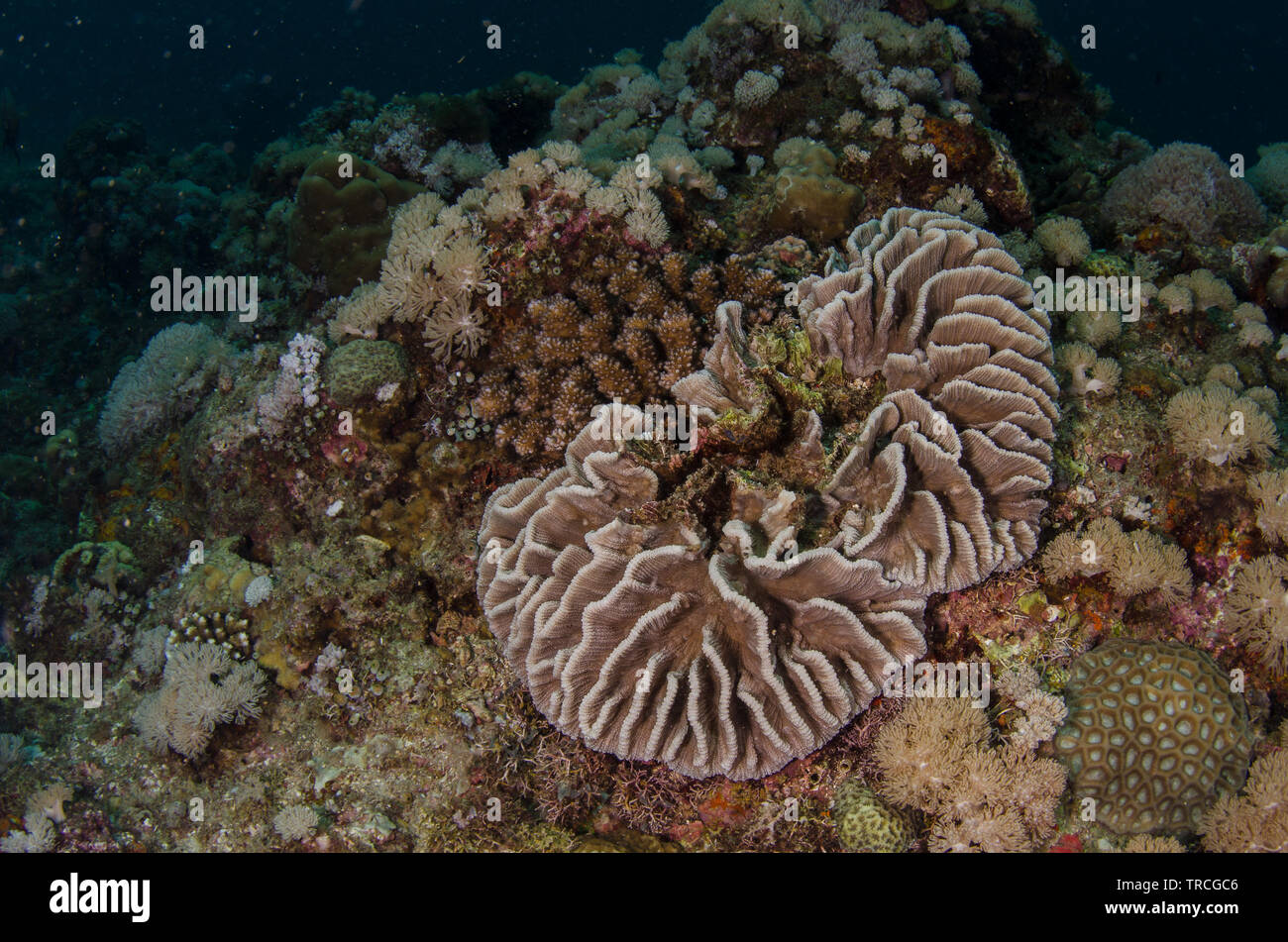 Lettuce Coral, Pectinia lactuca, Pectinidae, Anilao, Batangas,  Philippines, Philippine Sea, Indo-pacific Ocean, Asia Stock Photo