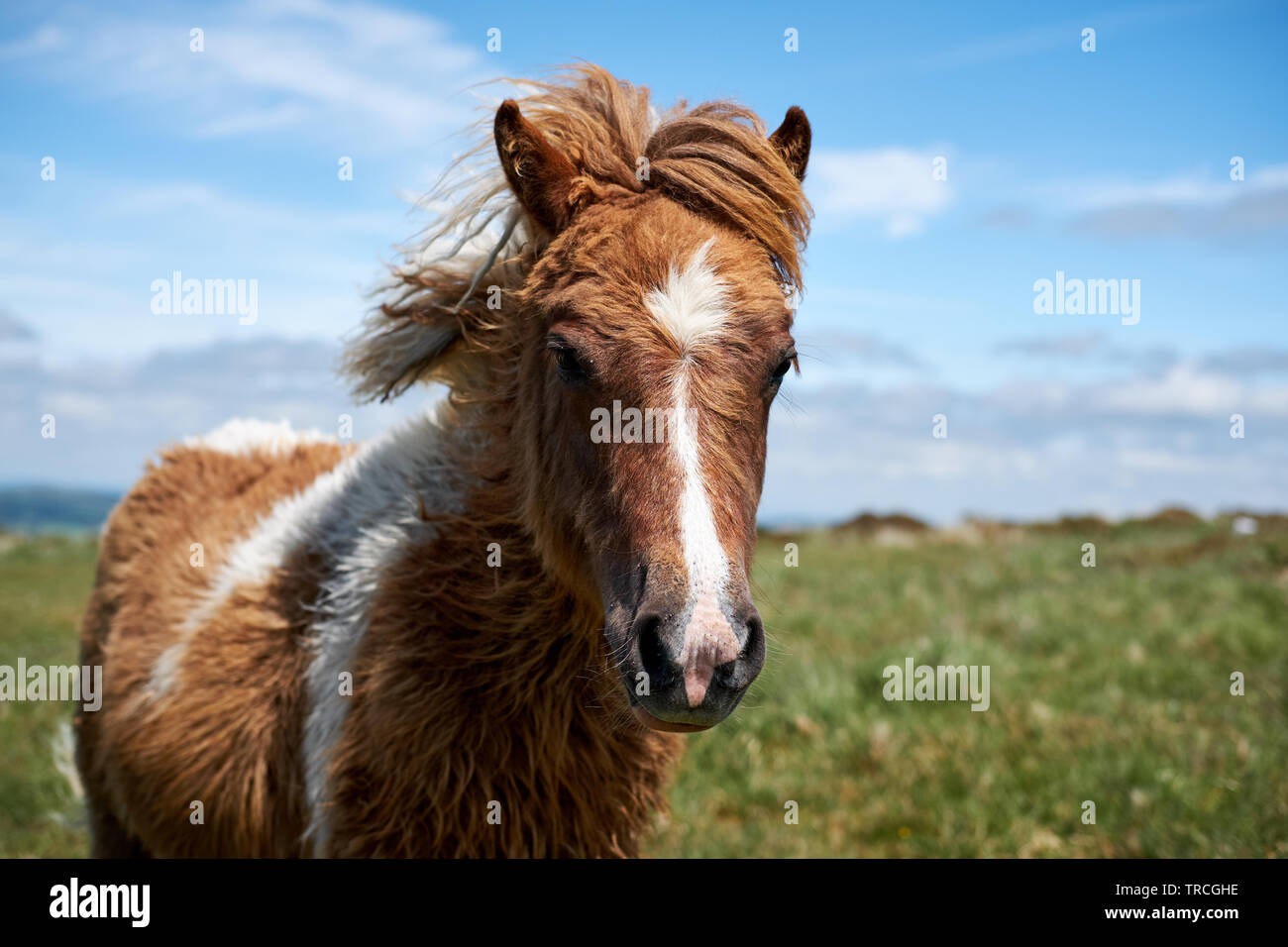 A brown and white Dartmoor pony with long winter coat on the moors