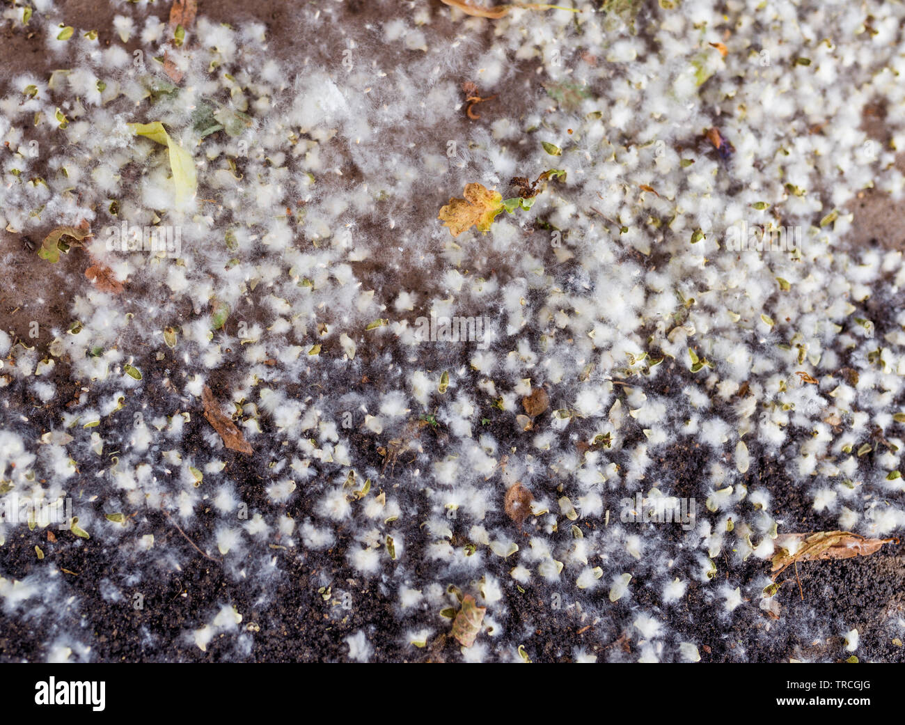 Poplar fluff on the ground. Selective focus. Stock Photo