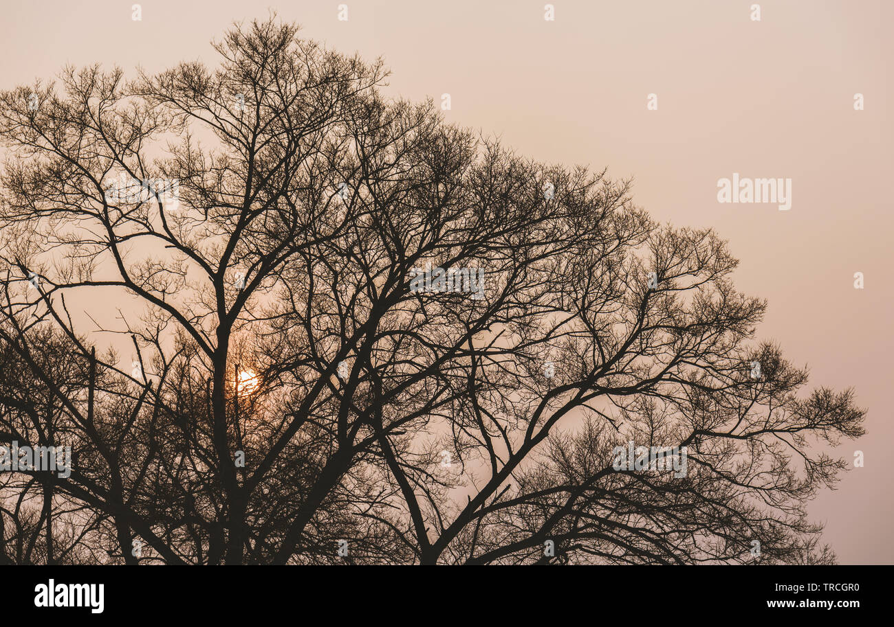 Tree branch silhouette over sky with sun. Color toned image Stock Photo ...