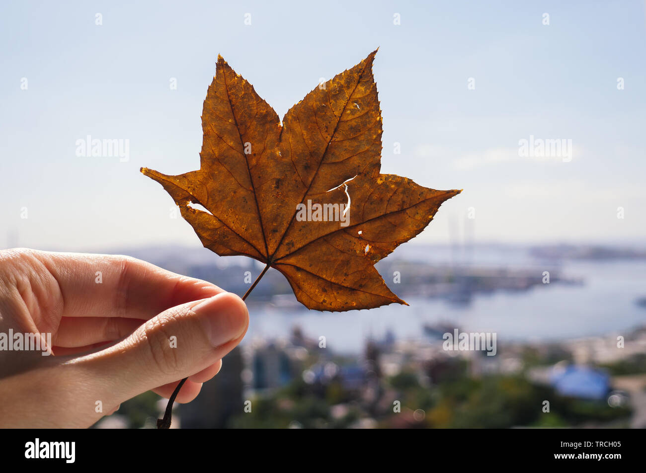 Maple leaf in hand against blue sky with clouds Stock Photo - Alamy