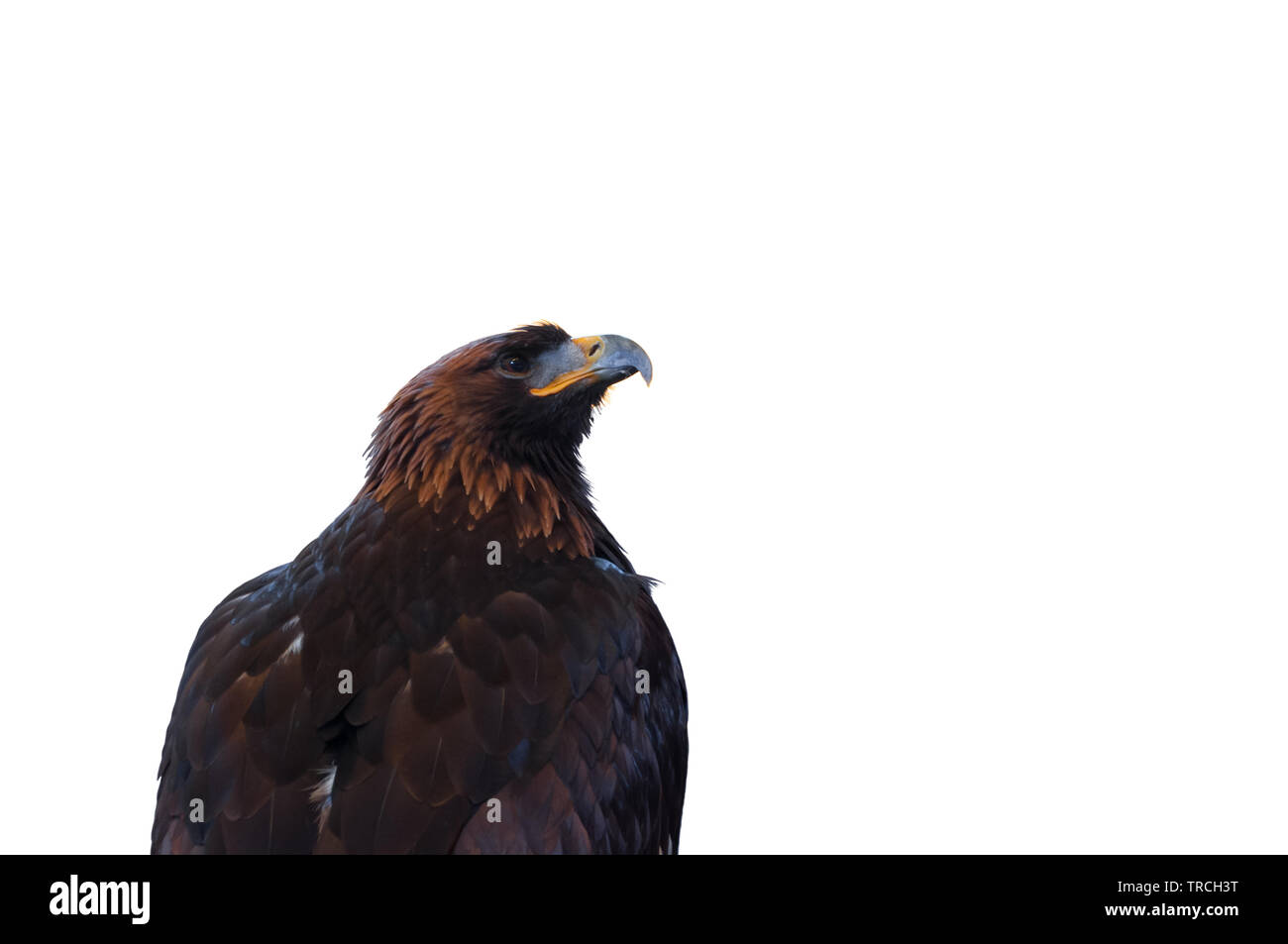 Golden Eagle Aquila Chrysaetos Is One Of The Best Known