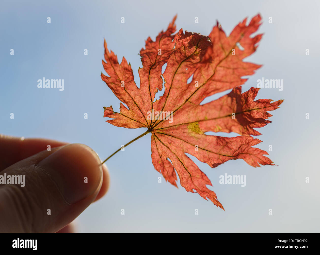 Maple leaf in hand against blue sky with clouds Stock Photo - Alamy