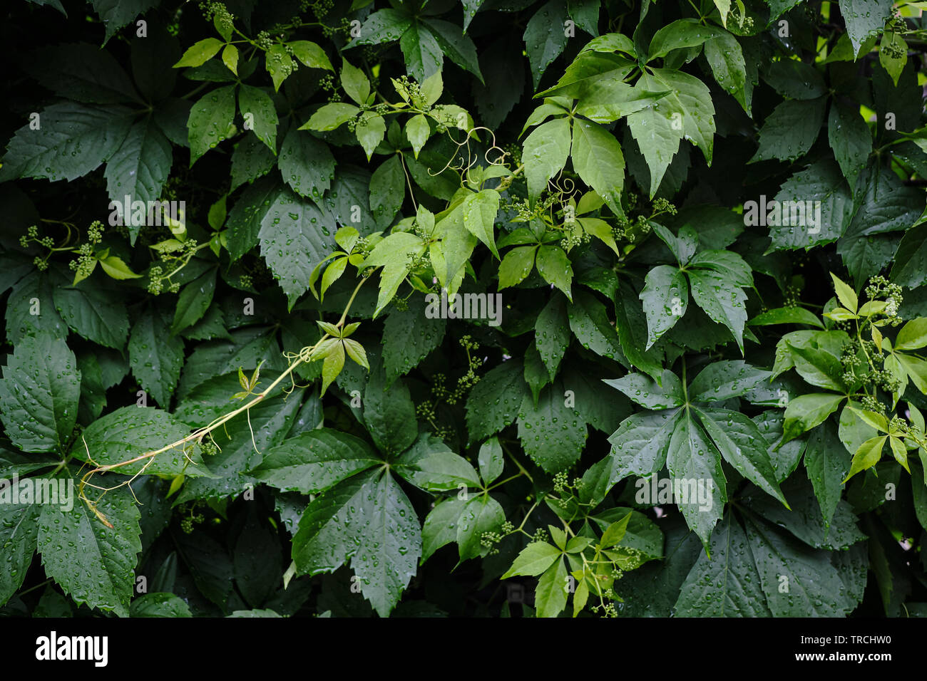 Green leaves illustration pattern hi-res stock photography and images ...