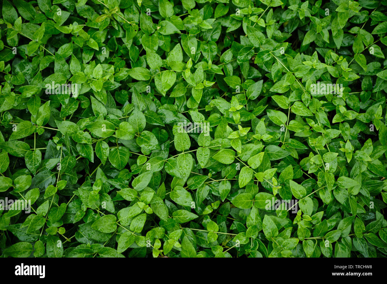 green leaves for background Stock Photo - Alamy