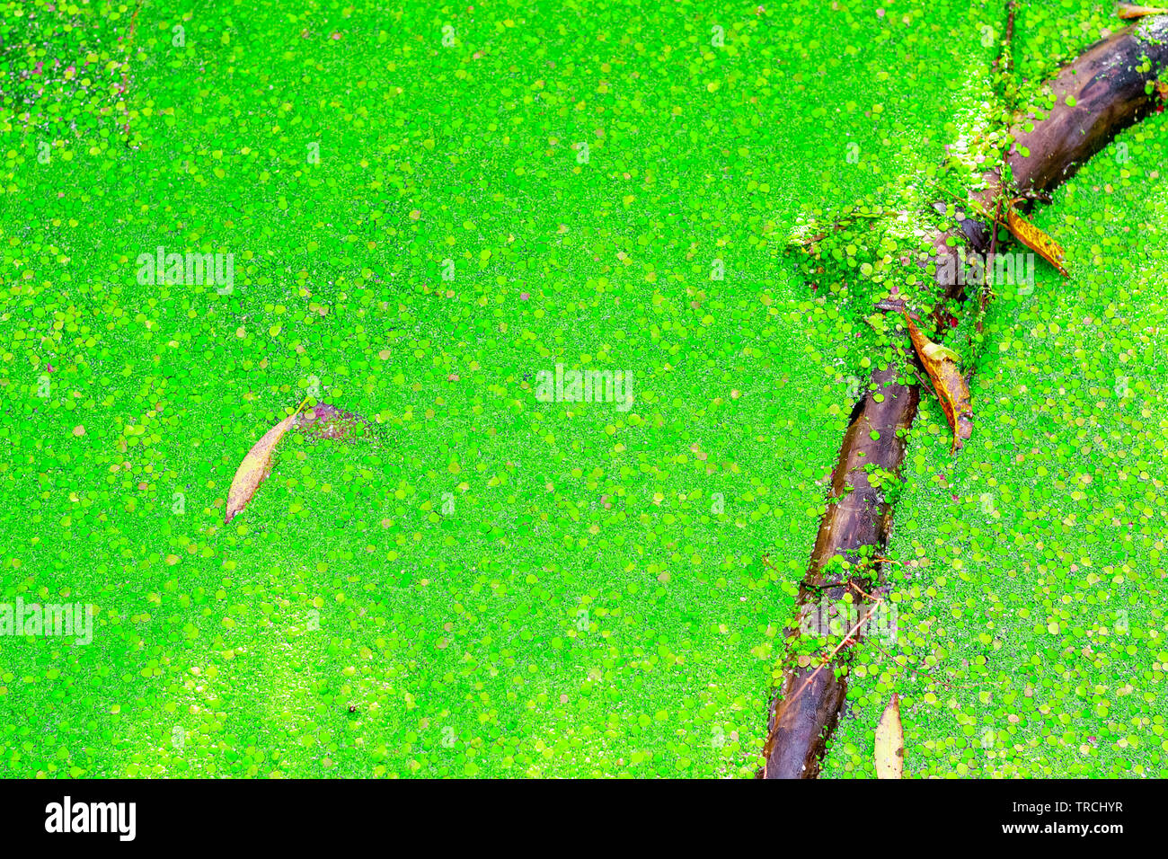 Natural abstract, pond covered by duckweed in Hampstead Heath of London Stock Photo