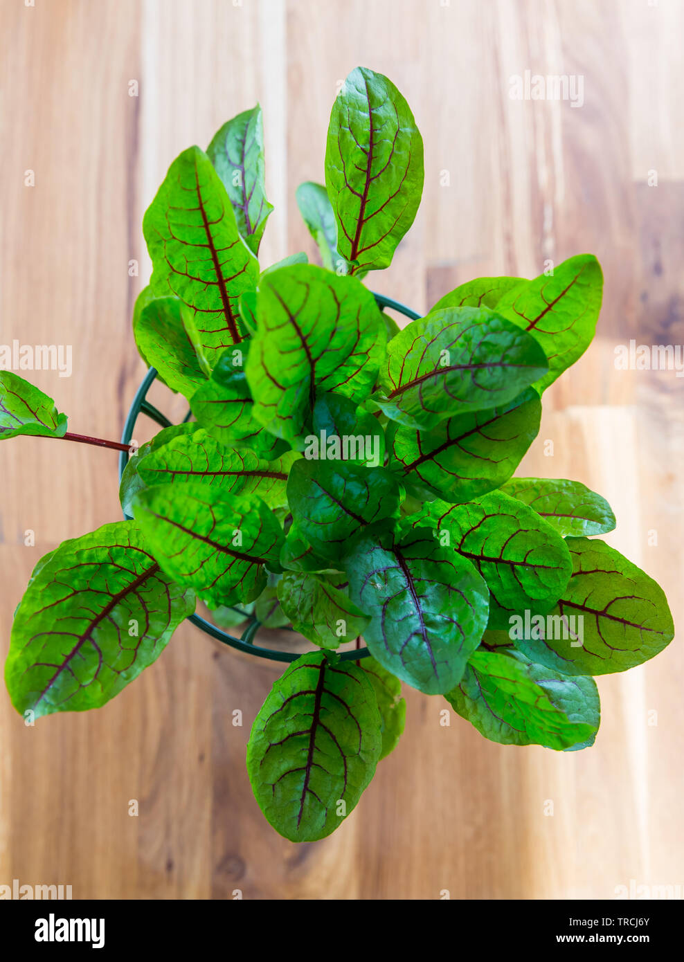 Red sorrel for fresh salad - Top view Stock Photo
