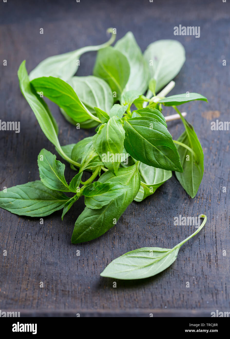 Image of Thai basil leaves Stock Photo Alamy
