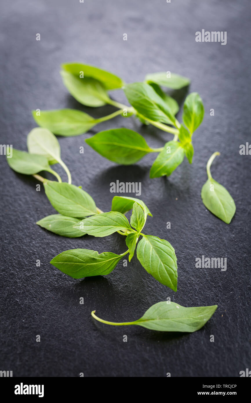 Image of Thai basil leaves Stock Photo Alamy