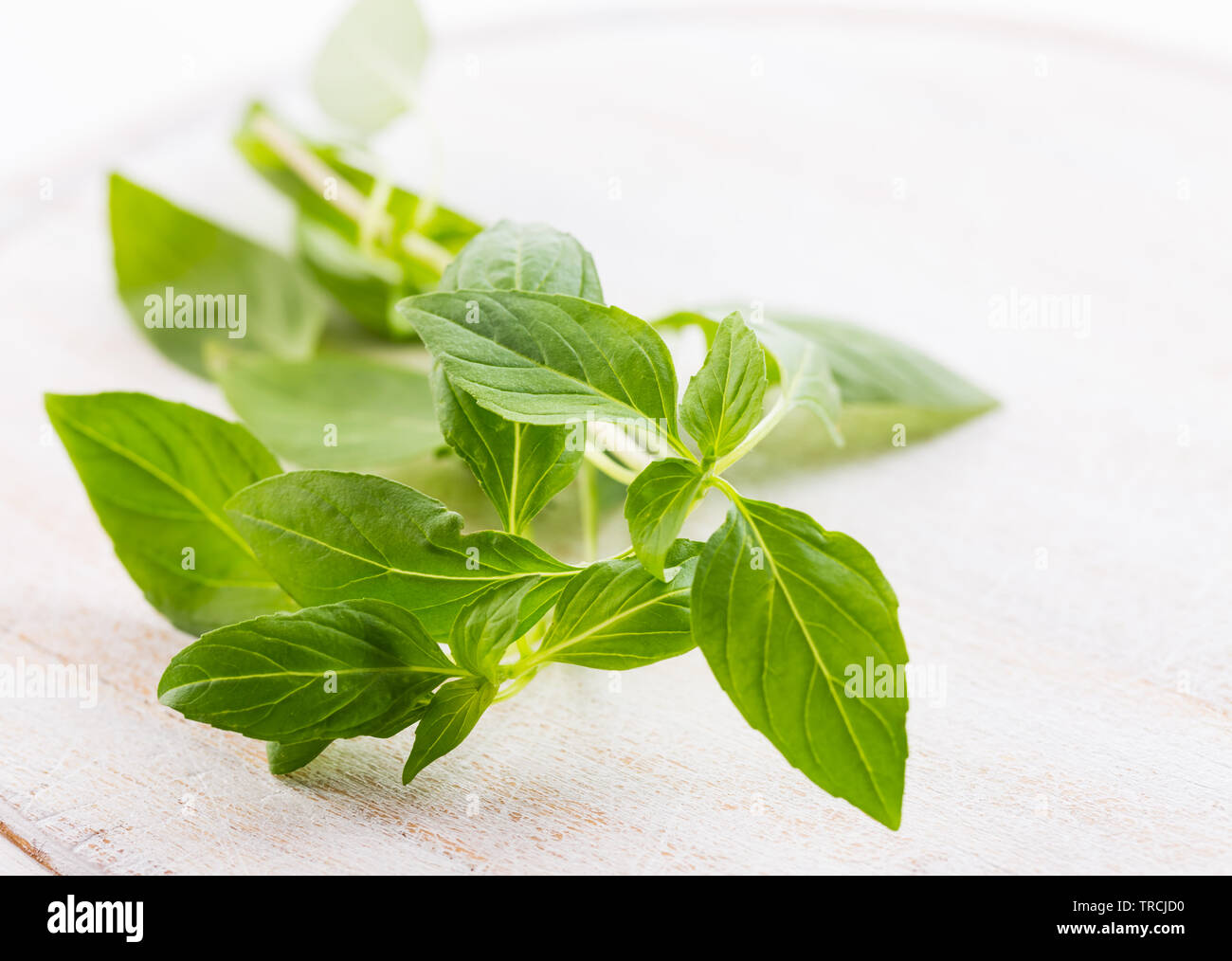 Image of Thai basil leaves Stock Photo Alamy