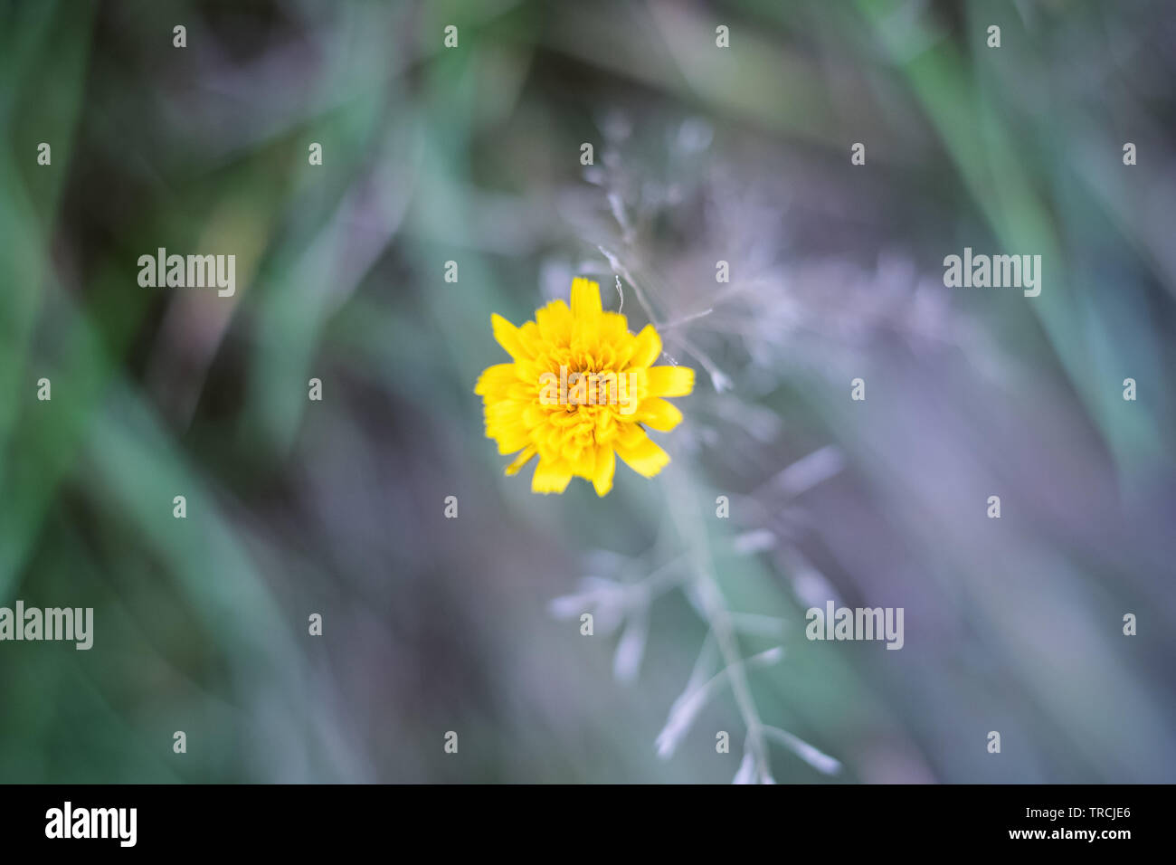 Selective focus, closeup of a marigold flower in Hampstead Heath of London Stock Photo