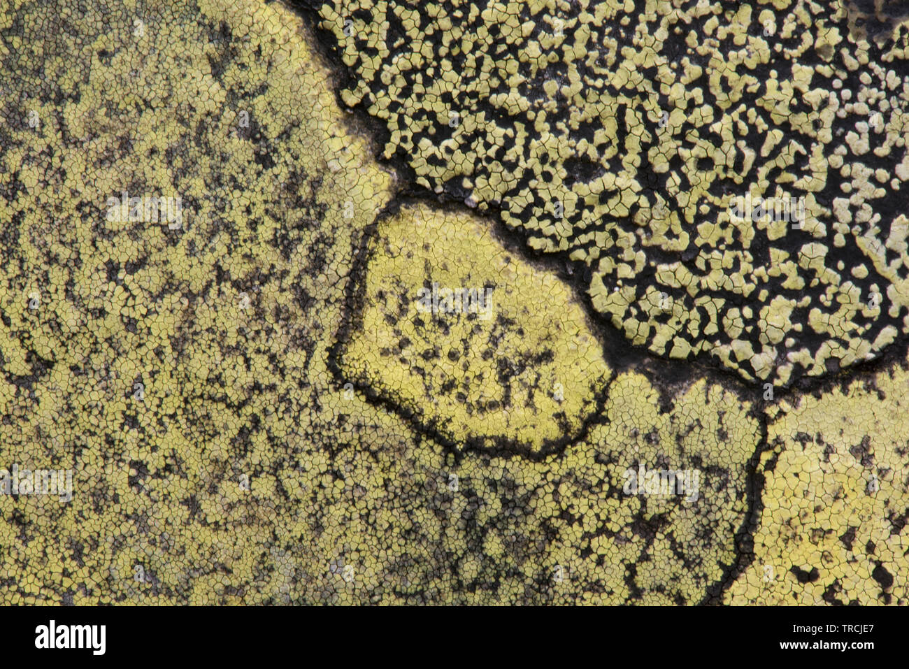 Lichen of the genus rhizocarpon. Rhizocarpon geographicum Stock Photo