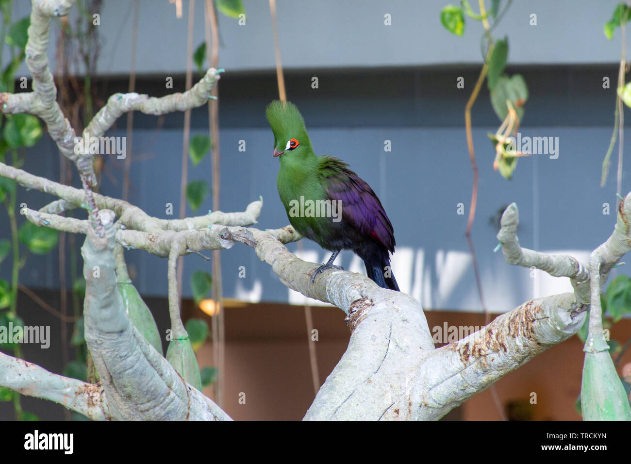 Guinea turaco (Tauraco persa), also known as the green turaco or green lourie perched in a tree iin the rainforest of west africa. Stock Photo