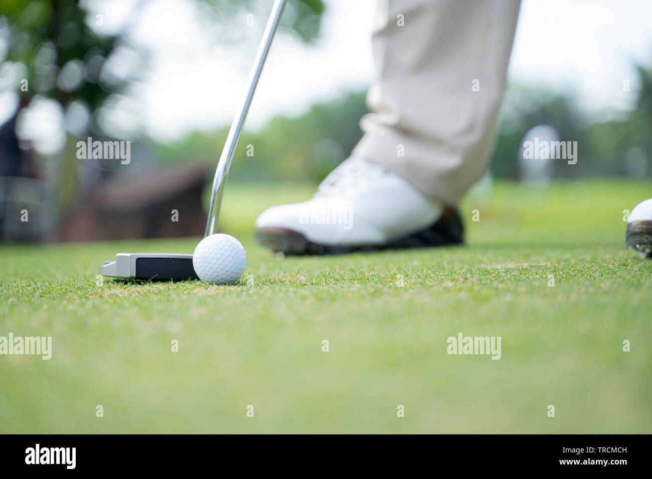 Golf player at the putting green hitting ball. Image Stock Photo Alamy