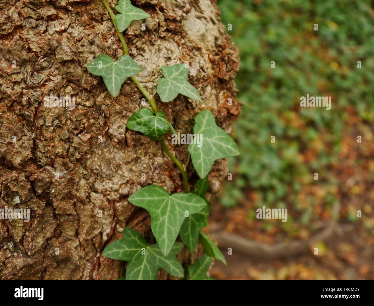 A close up photo of a tree trunk with on ivy tendril. Stock Photo
