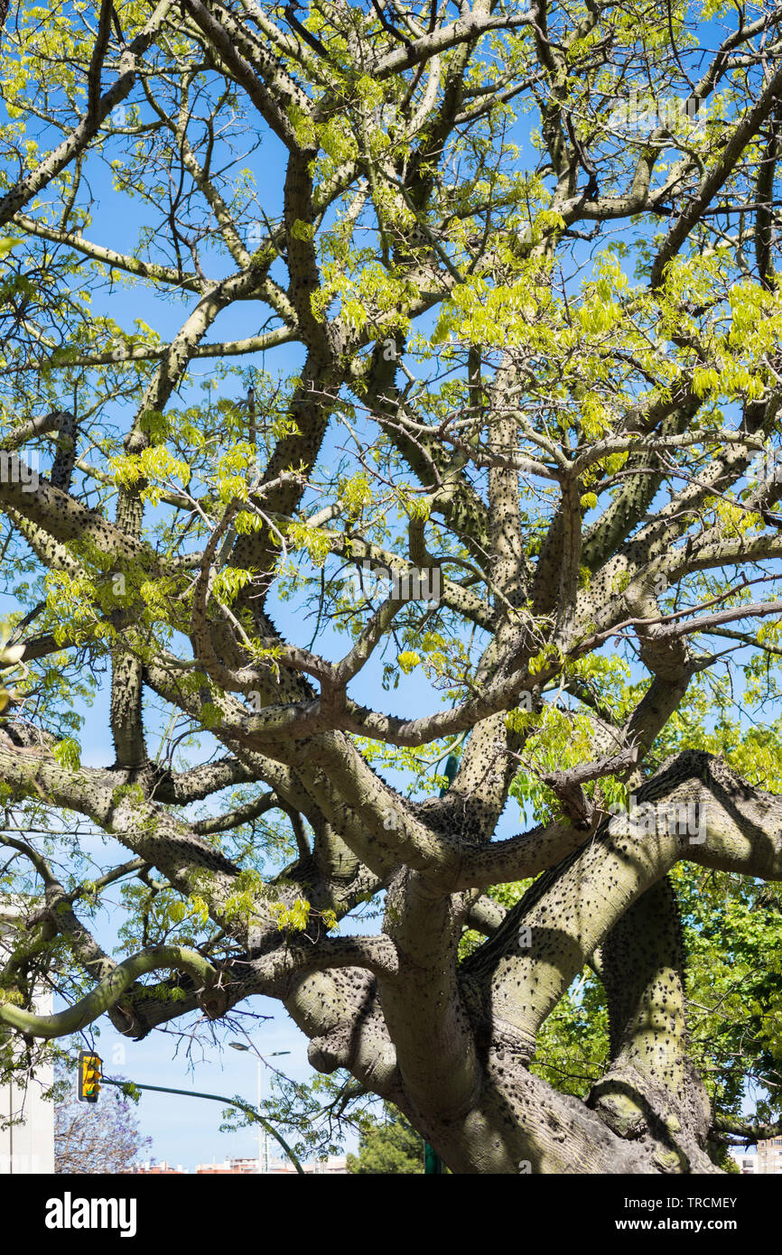 Big Floss Silk Tree In Spring Ceiba Chodatii In Park In Malaga Andalusia Spain Stock Photo Alamy Big Floss Silk Tree In Spring Ceiba Chodatii In Park In Malaga Andalusia Spain Stock Photo Alamy