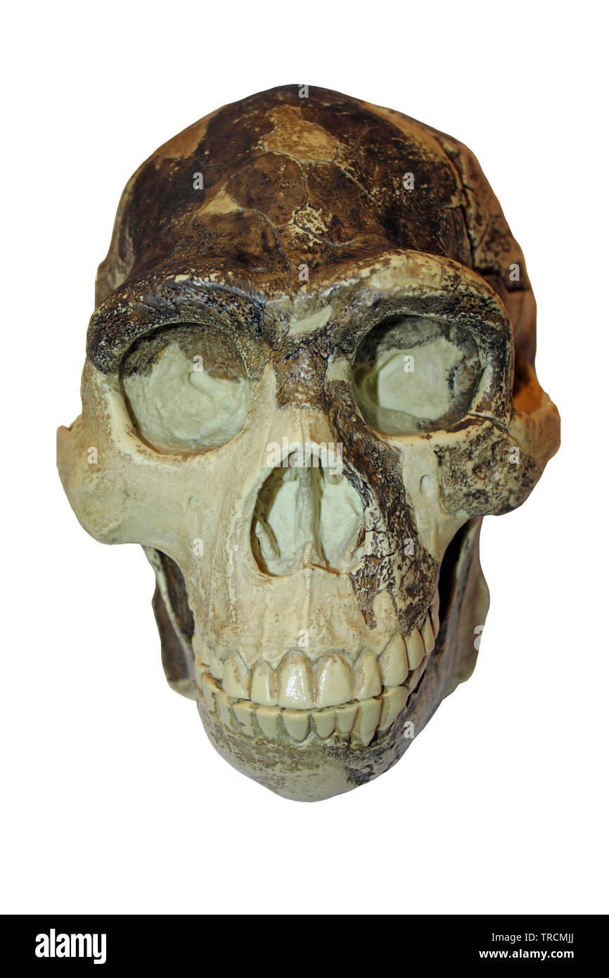 Peking Man Homo erectus pekinensis is an example of Homo erectus found during excavations at Zhoukoudian near Beijing, China Stock Photo