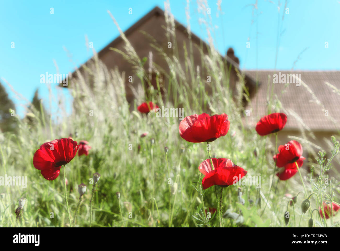 Red poppies growing weed grass with blue skies and a house in the ...