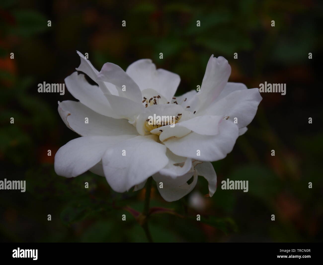 Dark Blurry Background High Resolution Stock Photography and Images - Alamy